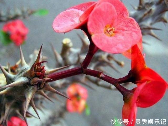 种花|家里养花“别瞎买”,5种花是“有毒”的,对大人小孩都不好