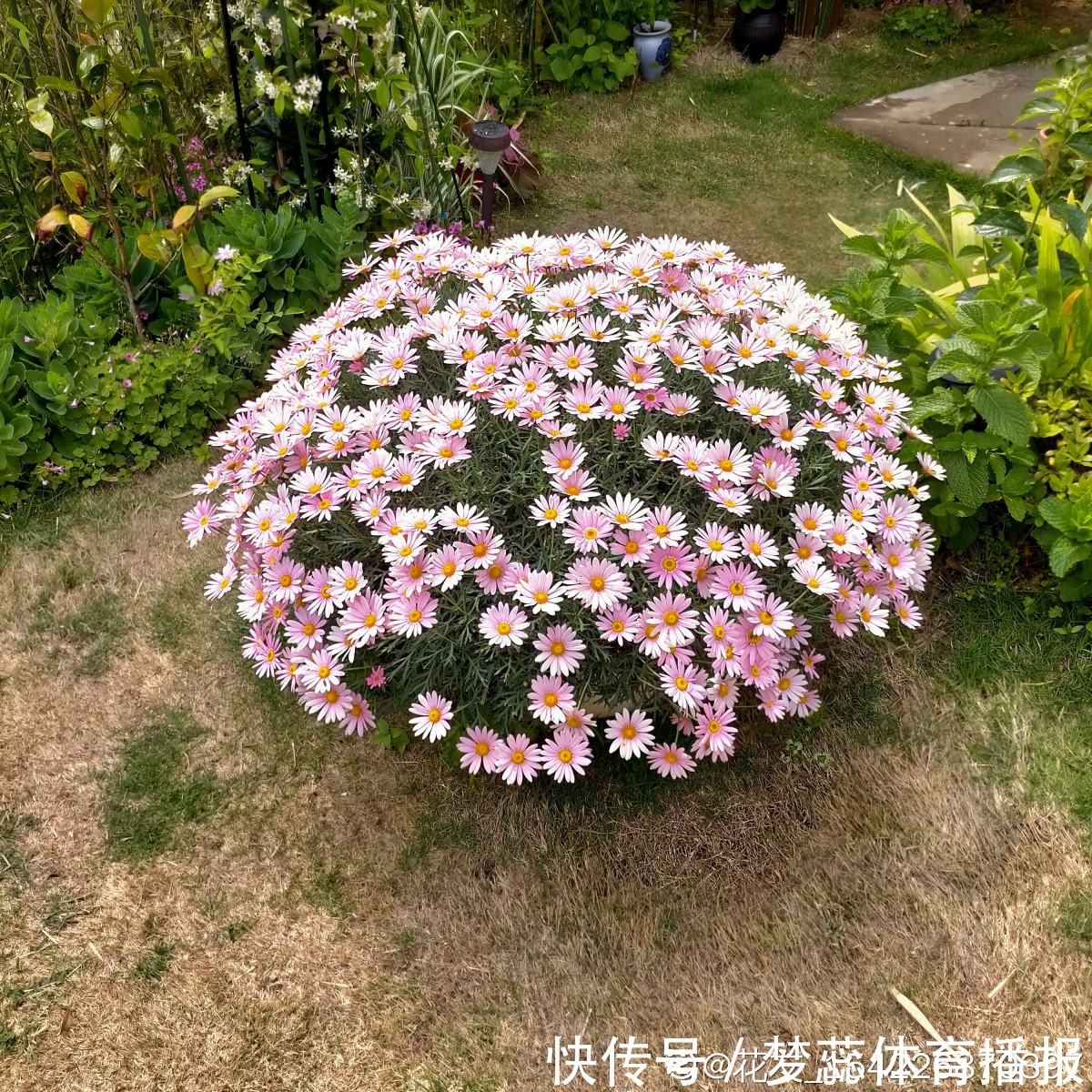 秋天|秋天是养草花的季节,12种草花现在播种,俩月就能开花