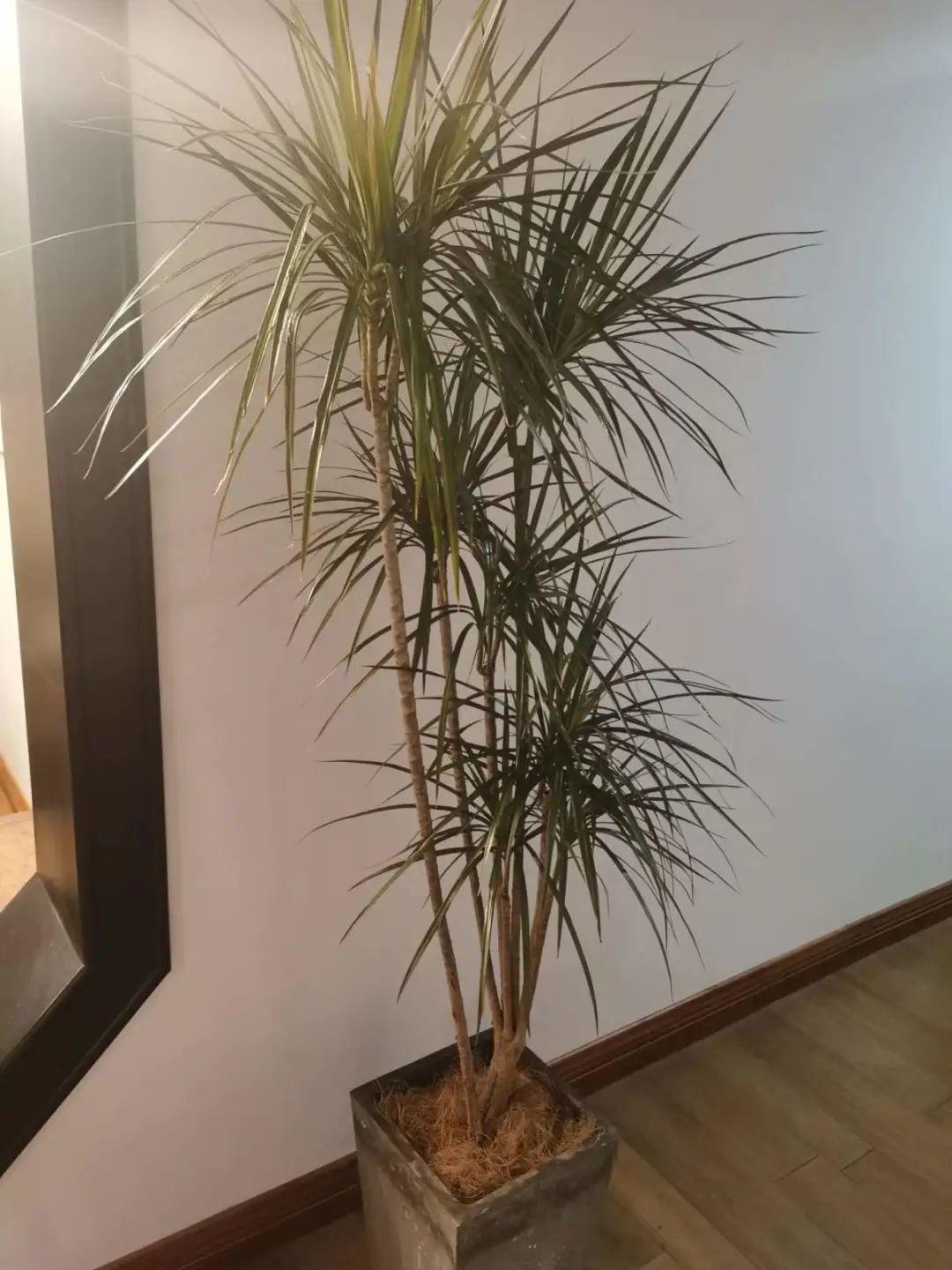 大叶|10种花越高越值钱，能长到2米，大高个霸气镇宅！