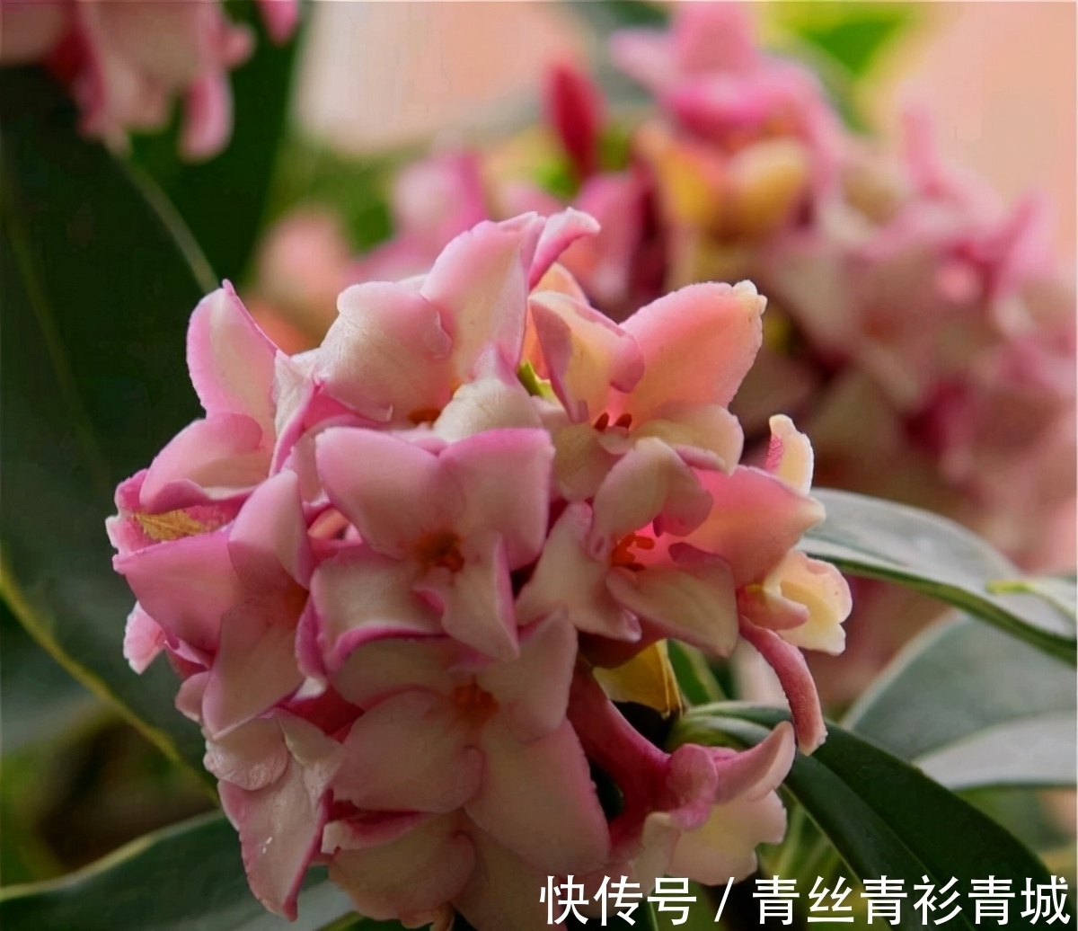 金边瑞香“越冷”开花越香浓,冬天做好4件事,满盆都是吉祥花