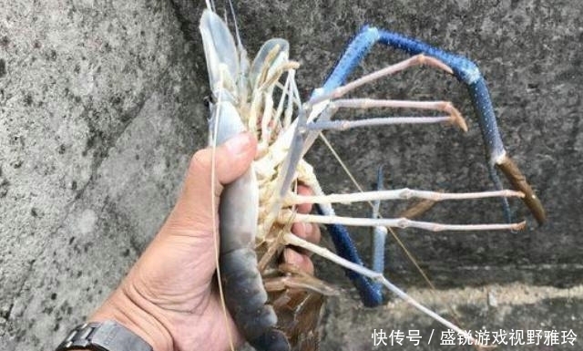 苏州|巨虾来袭?苏州钓鱼人汾湖钓起“大虾王”,钓友:太大了还能吃吗