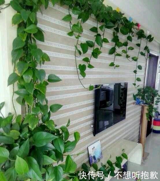 磷酸二氢钾|绿萝黄叶了张大爷露一手，三四天叶子就返青，绿油油巴掌大！