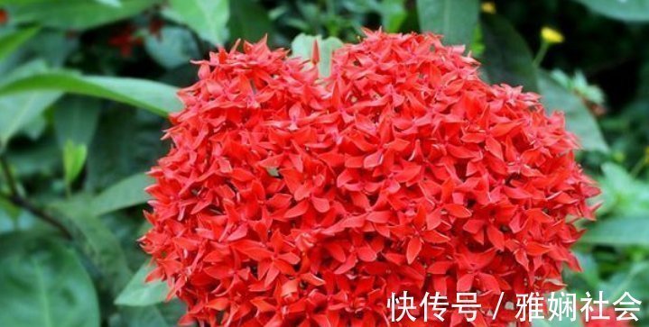 漂亮|超爱开花的5种花,一年四季开花不断,好养又漂亮,养100盆也不多