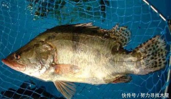 料酒|无论蒸哪种鱼，都别再用料酒去腥，做好3点，鱼肉鲜嫩不腥，好吃