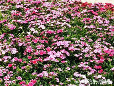 此花默默不闻极为平凡,花色丰富姿态迷人,被誉为母亲的慈爱象征