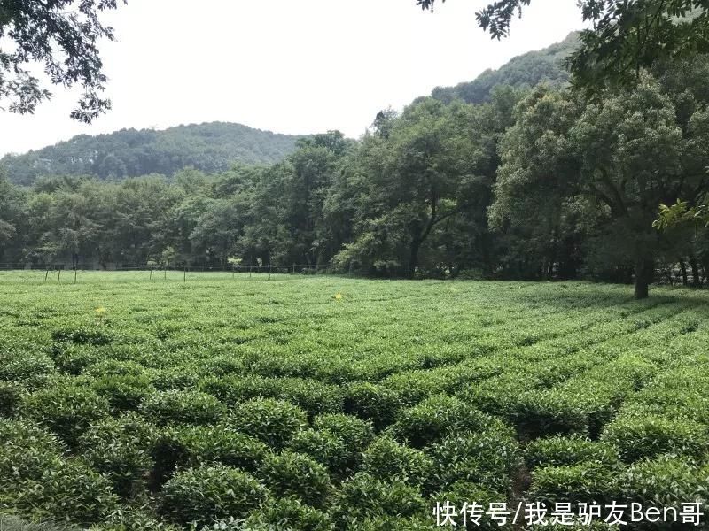 曼舍溪园|曼舍溪园——一家耗资2000万打造的7000㎡的茶园秘境