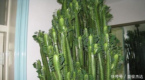 3种其貌不扬的植物，养一盆家里变成“天然氧吧”，是盆栽佳品！