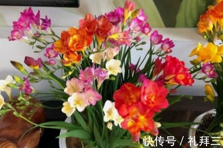 甜蜜红木香|4种漂亮花,好养易活能爆盆,比玫瑰好看,比绿萝好养