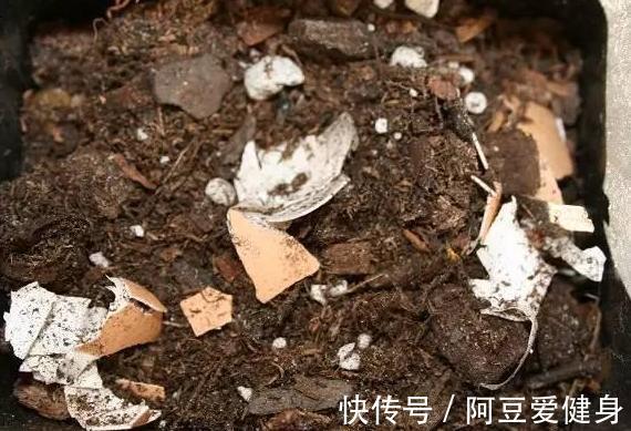 养花|养花不用买肥料，4种''生活垃圾''一处理，盆栽开花又大又漂亮