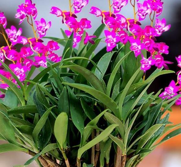 阳台养兰花,牢记掌握“3个要点”,不烂根无病害,出芽率高