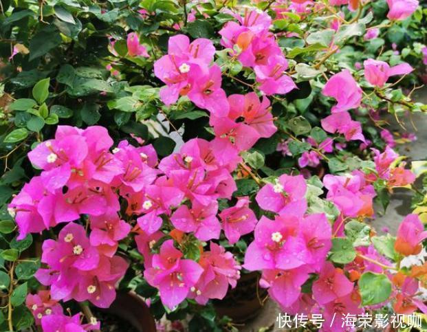 侧芽|修剪三角梅,记住“3字口诀”,侧芽多,花苞多,开花爆盆很简单