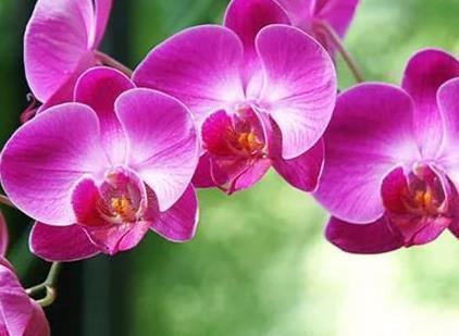 这三种绿植最适合养在卫生间,越是阴凉越能蹭蹭长不停