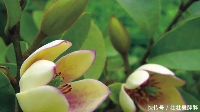 老茎生花,花儿竟不开在枝条上,此乃热带雨林特有的植物现象!