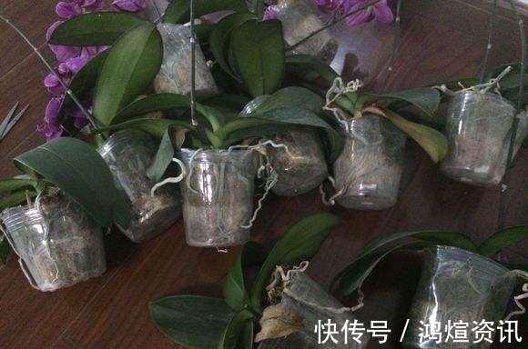 垃圾桶旁边一堆快死的花,到底该不该捡悄悄拎回家赚大发了