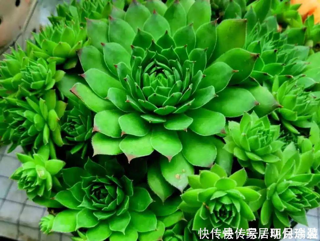 铜钱草|养花达人：张大爷家的花，1年养成“大转盘”，1次冒出25个头！
