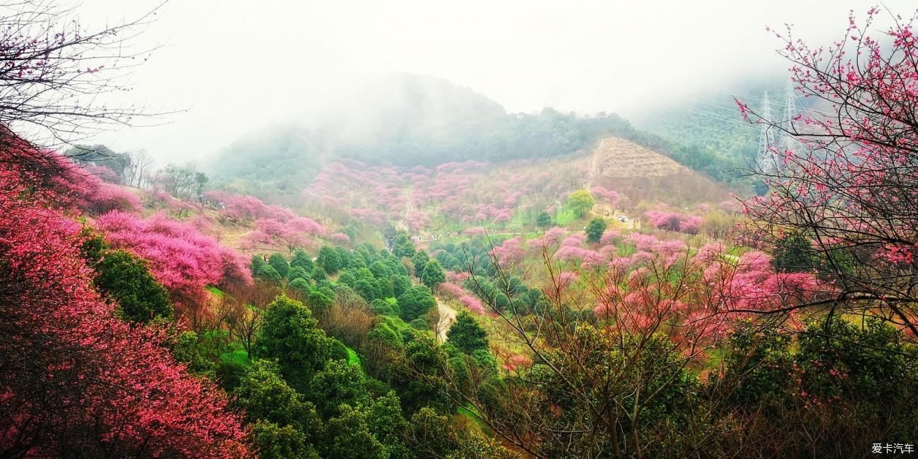 江南雨，梅花村，寻梅踏青！