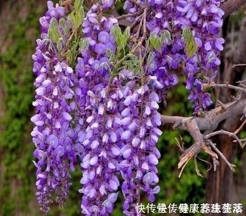 三角梅|这几种花养在墙角最合适,顺着墙开花成海,盛夏也极美!