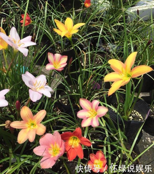 玉翁|5种“盆栽”,十天半月不理它,也能长,浇点水长爆盆,太省心了