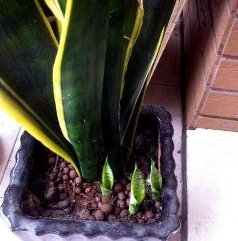 虎皮兰盆里放2种东西，小芽满处钻，叶子坚硬还翠绿