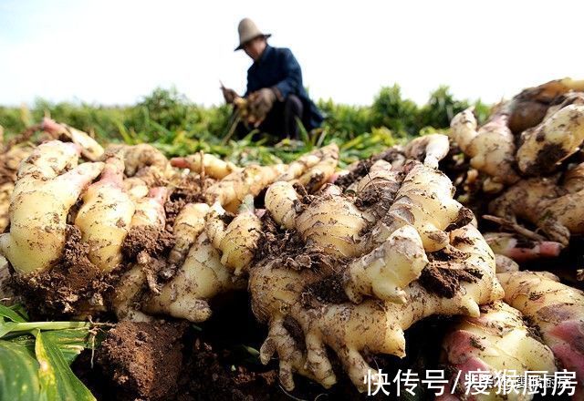 嫩姜|买生姜时，嫩姜好还是老姜好？区别原来这么大，以后别再瞎买了