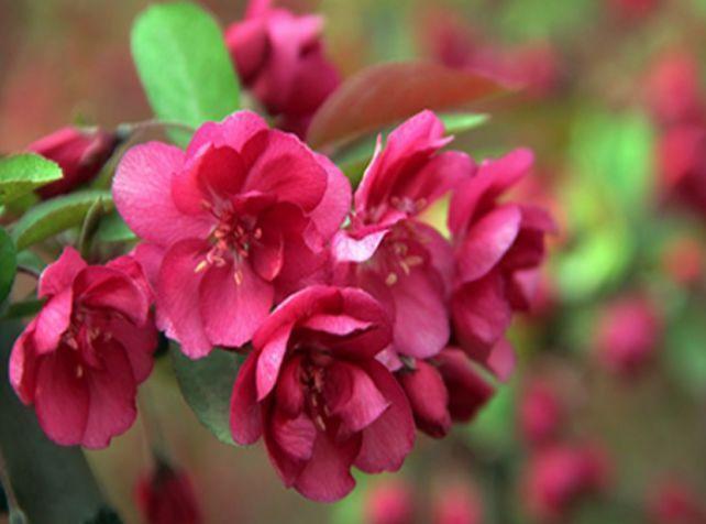 4种“懒人花”,好养又漂亮,开花美长势旺,黄绿交辉,内敛美