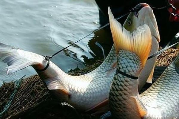 教你一种能让鱼离水活五天不死,并且不用水电、冰箱的法子