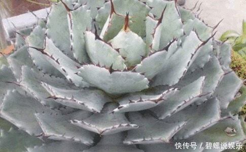 梦椿子|这些多肉植物好看又好养，有着吉祥如意的寓意！为你带来好兆头