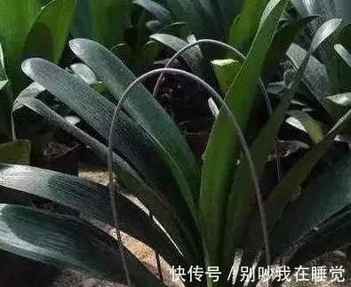 养花小知识,君子兰篇