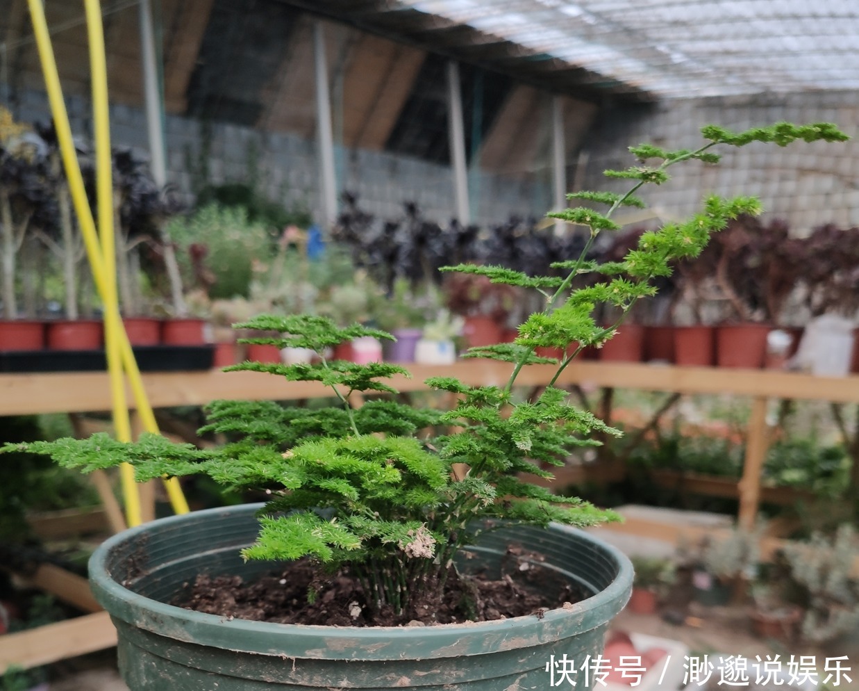 盆景|买云竹擦亮眼,买对品种,养护简单,蹭蹭长叶片,美美盆景养出来