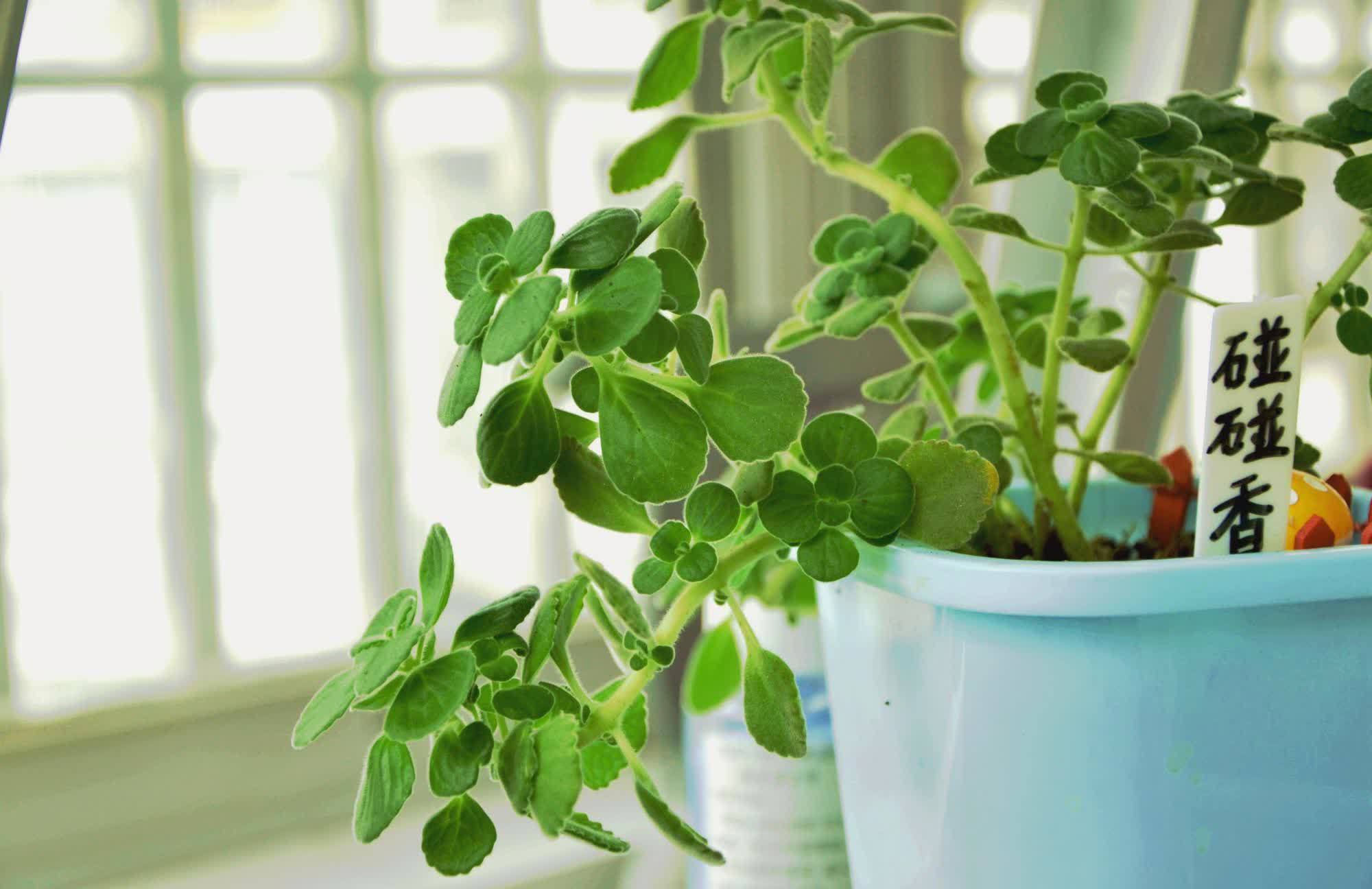 适合养在客厅的“4类花”,越养家里越“干净”,又美又健康