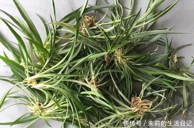 出门最容易“捡到”的5种花，拿回家剪几刀，不花钱成好看盆栽！