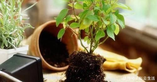 松土|养花浇水后,多注意此3点,轻松“躲避”积水烂根困扰