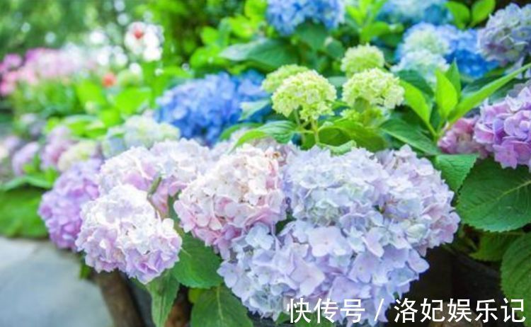 家养4种花,不仅名字好听,花也漂亮,姿态优美,韵味十足