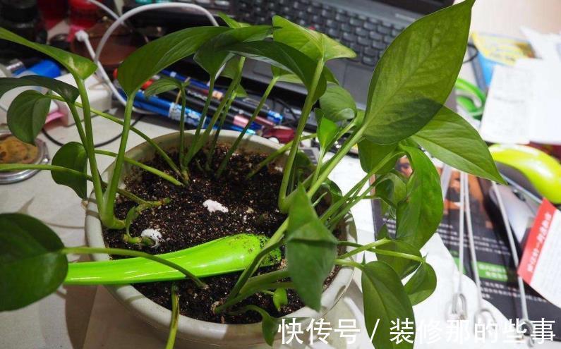 植物|发酵后的羊粪养花,干用和湿用效果不同,而很多人不懂