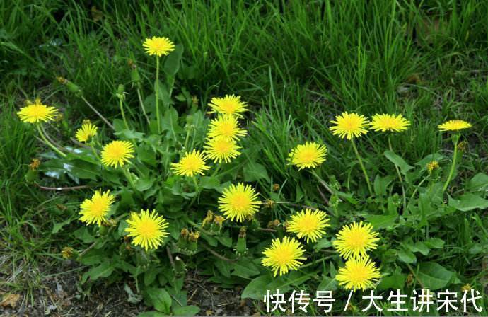 补品|农村常见的几种野菜，功效神奇，属于天然补品，谁吃谁好