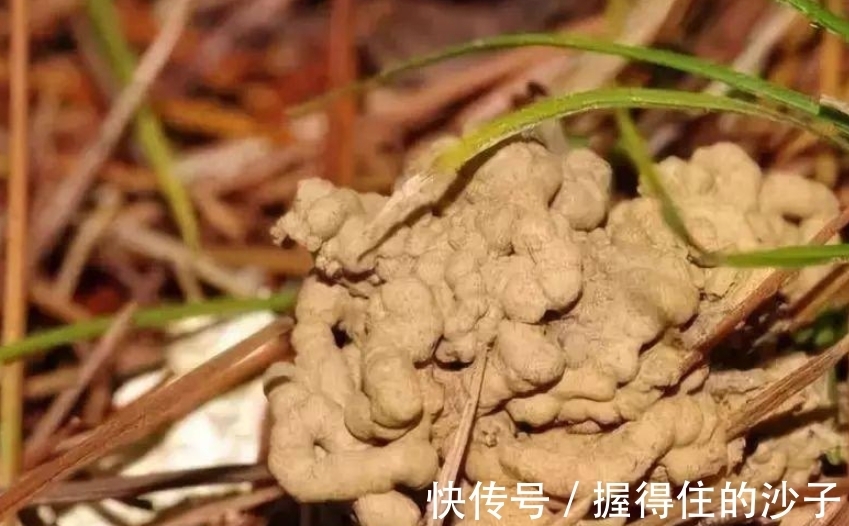 抓蚯蚓放花盆里,小齐也曾犯过这个“错误”,盆栽花卉不要尝试