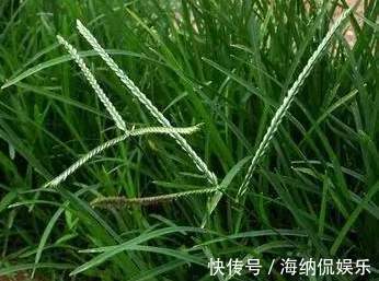 乙型脑炎|路边常见的“牛筋草”,百姓身边的中药!虽不起眼,但很珍贵!