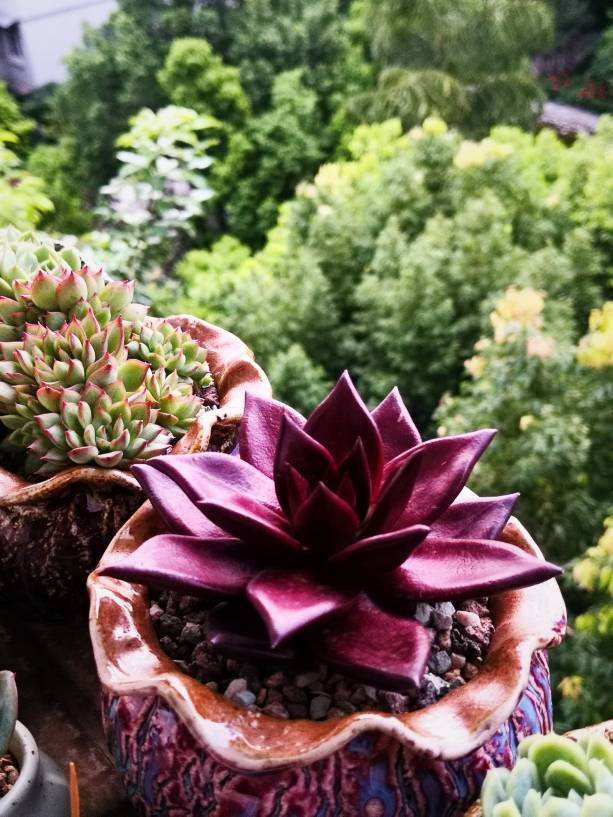 叶片|多肉到了秋天,不注意4个“必须”,今年难出好状态