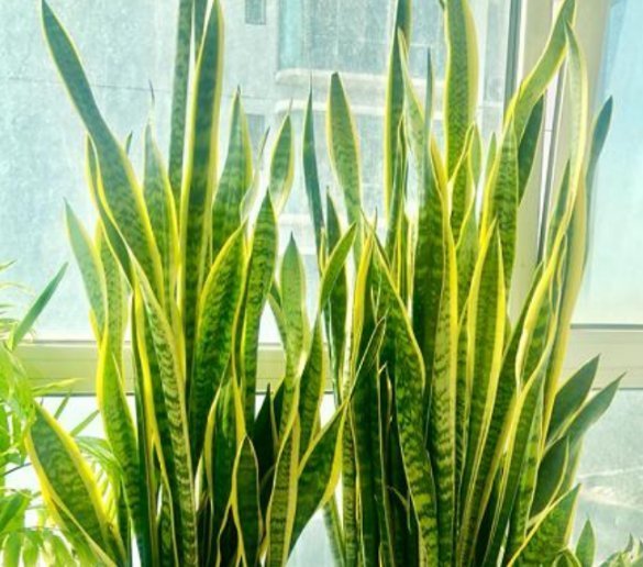 家里常养的4种花,寓意好又养人,镇宅、开运,养在客厅正合适