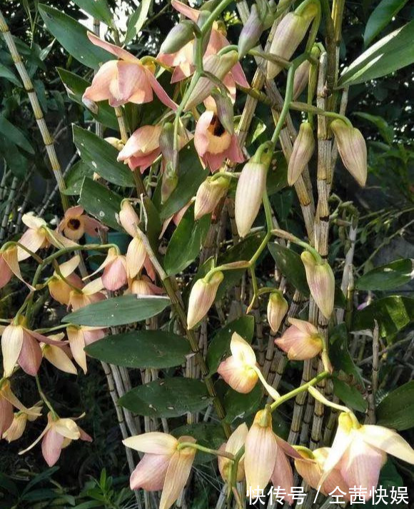 棕榈皮|门前石头上长了一丛草,朋友出1000元来买,开起花来真漂亮!