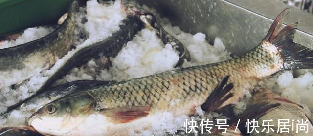 鲢鱼|“四大家鱼”是哪四种鱼别再答错了,鲤鱼和鲫鱼都不是!