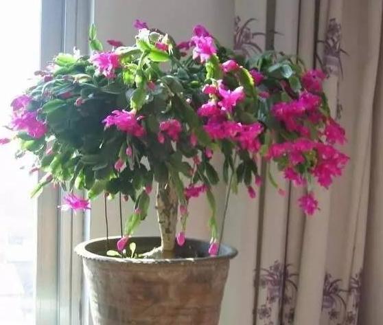 这10种花夏天“晒不得”,一见强光就黄叶,赶紧搬回家