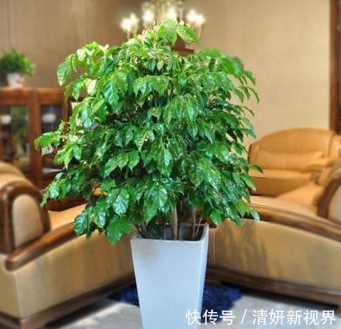 合家|盆栽幸福树,烂根“耷拉头”简单一处理,枝繁叶茂,合家幸福!