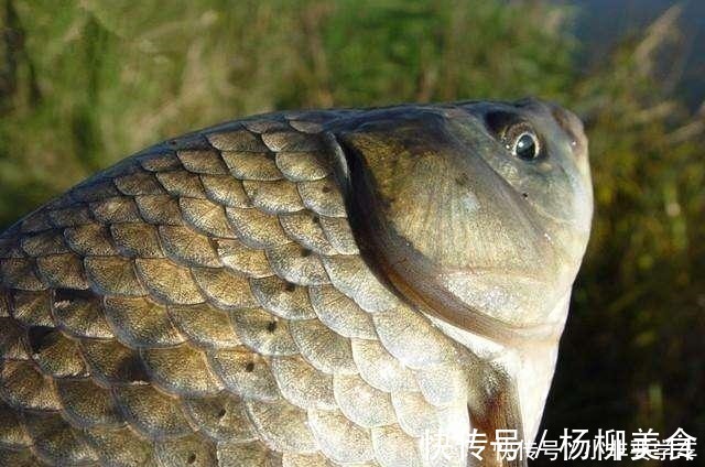 漂相|野钓鲫鱼为何全是送漂,黑漂和钝口很少道理很简单!