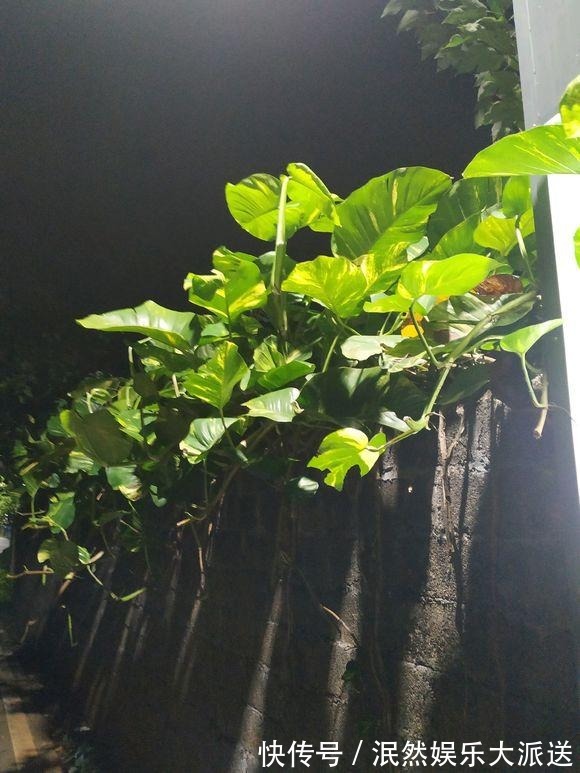 栀子花|北方家里当宝的花,南方大马路上全都是,我酸了!