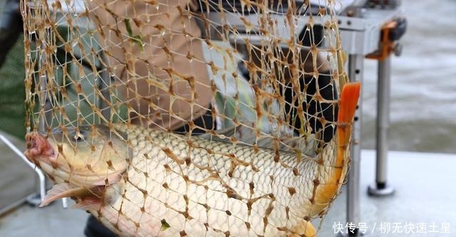 在家自制搓饵并不难,买点小鸡饲料,再加这2物就行了!