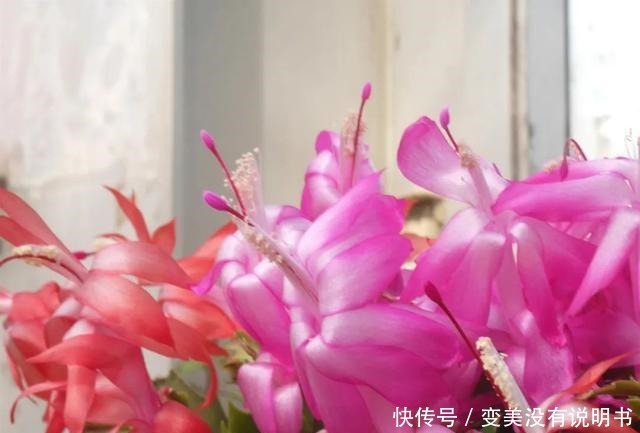 中年|“共同战疫,线上游园”第十期——“宅”在展览温室二中的花儿们!