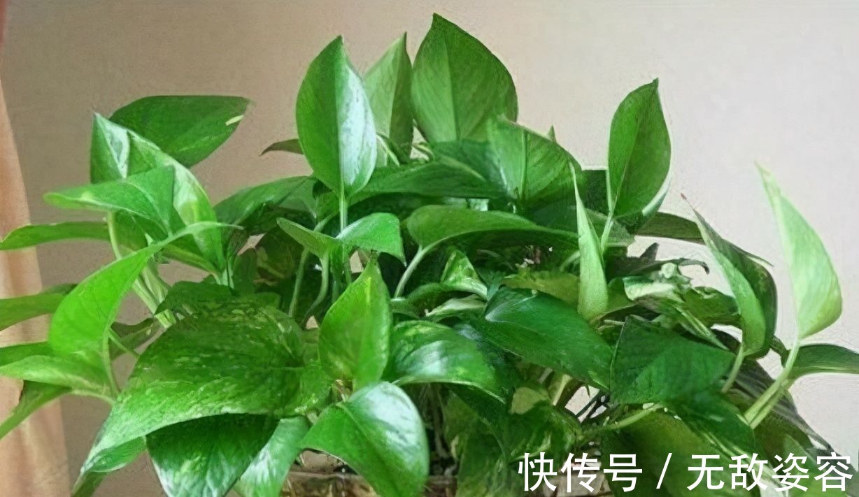 小栈|6种花，盆盆不超10块钱，买回家好养又好看