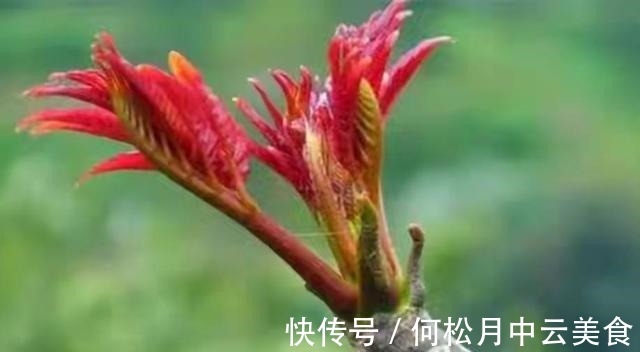 江南人|60种常见野菜,高清大图,收集全了真不容易!