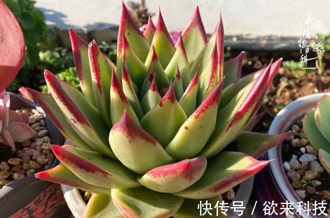 柴米油盐的日子,养几盆多肉吧,为生活添几抹色彩!